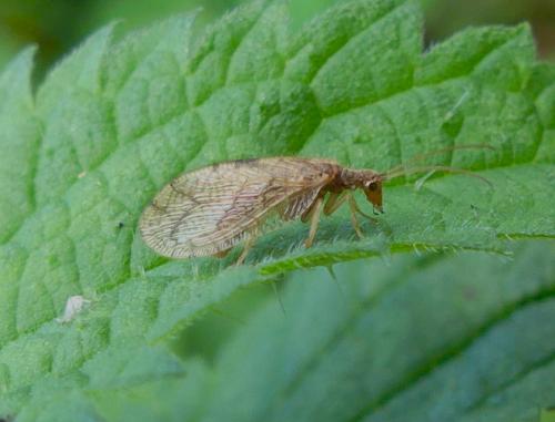 Micromus angulatus